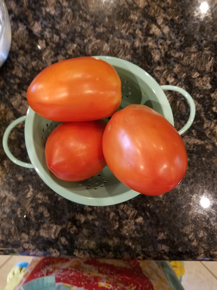 Gladiator Hybrid Paste Tomato