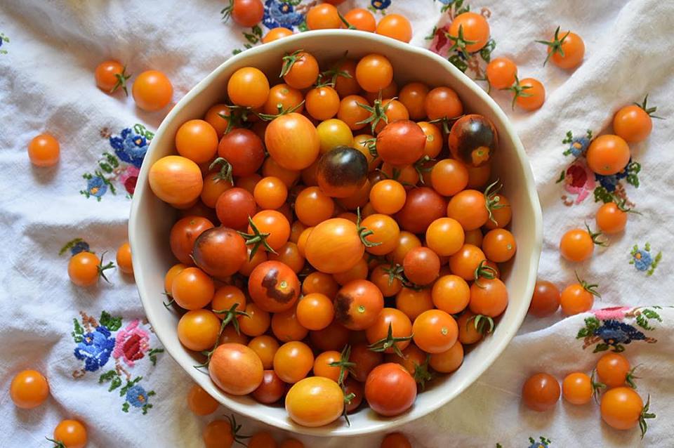 The Great Tomato Rebellion